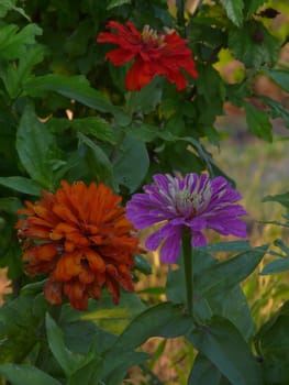 Beautiful blossoming red and violet flowers with lush petals and green leaves