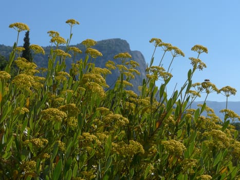 Dense stalks of dill with umbrellas tops and green leaves against the background of the peak of the mountain and the blue sky.