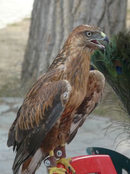 Beautiful, proud, brown-gray eagle with a yellow-black beak and golden eyes