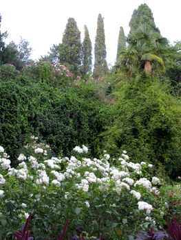 A row of white roses bushes with pink amaranth tails in a green park