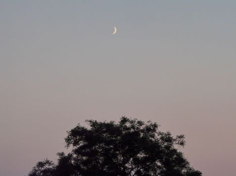 Dark crown of a tree against a gloomy evening sky and a young moon