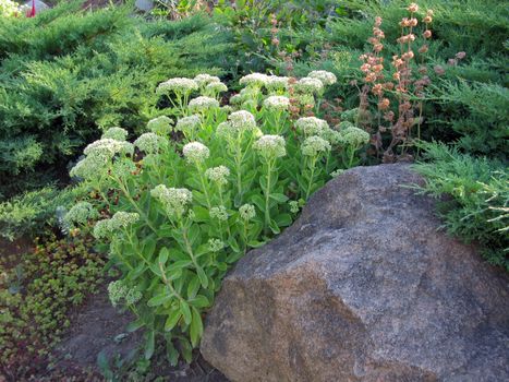 Around a large granite stone grows a lot of different plants and herbs
