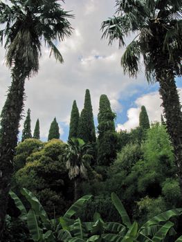 clean green thickets with strong and tall palms