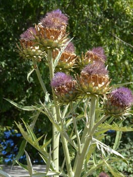 A bush bush with purple flowers and a prickly green stem with leaves