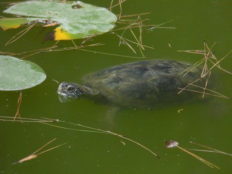 A turtle swimming in a green pond among water lilies and other river vegetation