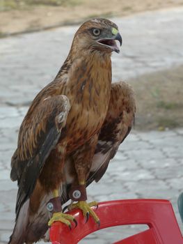A large, trained, predatory bird sits on the back of a chair