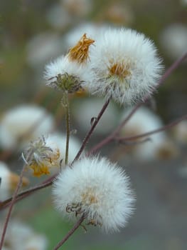 Delicate white dandelions on thin curved stems growing up to the first gusts of the wind that will carry them away.