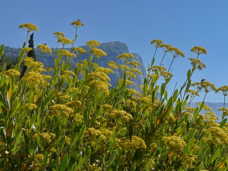 Growing in mountainous areas and not only in them used as a seasoning herb dill.