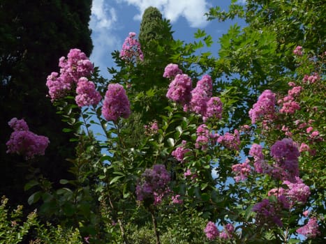 A lilac bush with purple lush bunches of flowers against the background of green trees and blue sky