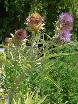 unpretentious grayish but very pristavuchy and clinging to all burdock