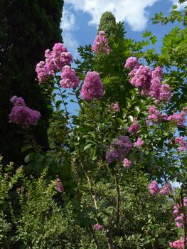 gently pink lilac branches against a beautiful cloudy sky