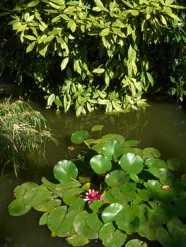 Green leaves of water lilies with a flower growing between them in green muddy water with the bushes growing on the shore touching the water.