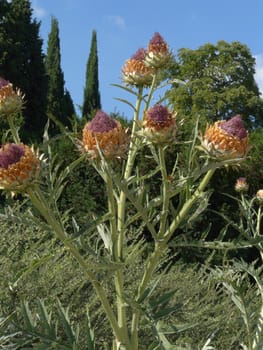 Flowers thistles with sitting like a cup in a pink fluff against the backdrop of tall green trees and shiengo sky.