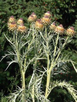 unopened thistle buds against the background of spruce
