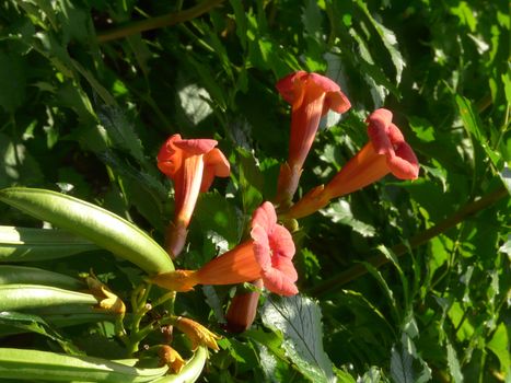 garden liana kampsis decorates its red flowers with greens thickened