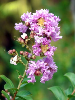 branch with buds and opened flowers gently purple