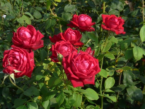 Big bush of red roses with lush petals, sharp thorns and salty leaves