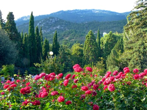 lush fragrant rose bushes lurking near the steep slopes of the mountains