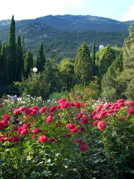 shrubs of red and pink roses in a botanical garden with coniferous bushes on the background of a high mountain