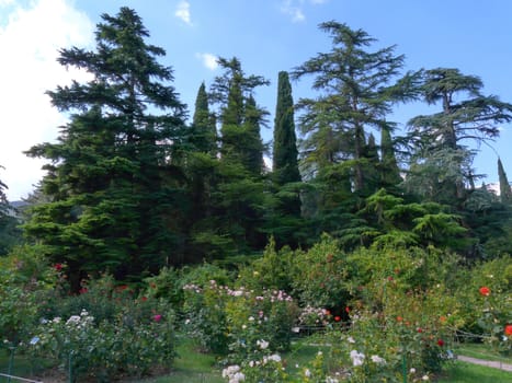 large flower beds with multi-colored roses on the background of tall green trees, pines, pyramidal tuja and blue sky
