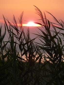 Beautiful orange sunset in the background and grass with spikelets on the front
