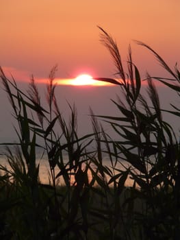 reeds in the background of a beautiful light purple sunset