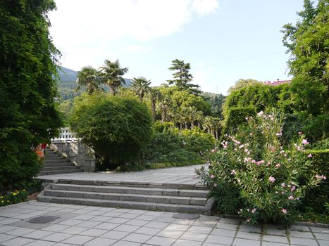 concrete alley to the stairs in the park with a blooming alendron in the south. A place for walks and rest