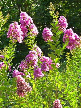 Large inflorescences of pink flowers on high stems are brightly lit by the sun