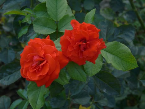 Close-up of lush beautiful beautiful red roses with large green leaves