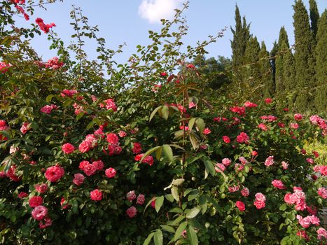 Thick, woven rose bushes with mane stalks and prickly needles