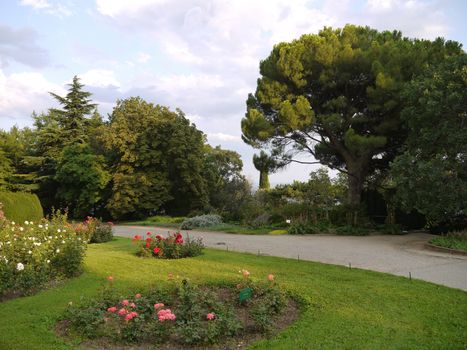 four flower beds with roses in the botanical garden against the background of tall trees