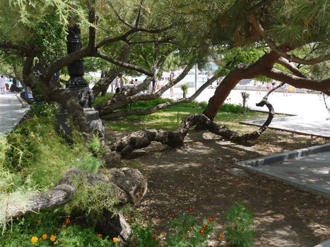 Huge massifs of tree branches against the background of a walking park zone