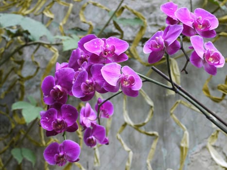 Beautiful flowers with lilac petals and small drops of dew on them. A beautiful view of the spring day.