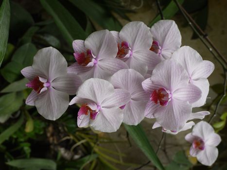 Delicate white petals of flowers lined with thin lines. It looks very unusual and beautiful.