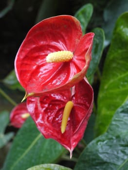 Very unusual interesting cup-shaped red flower petals. With a yellow shoot in the middle and large green leaves under the stem.
