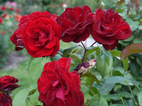 Velvet petals of red roses are simply fascinating with their tenderness and beauty. So you want to enjoy their fanciful aroma