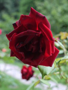 dark red velvet rose on a blurry background of greenery and other roses