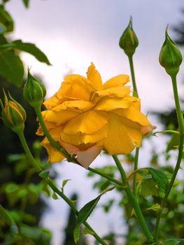 yellow delicate flower on a thin stem surrounded by unblown buds