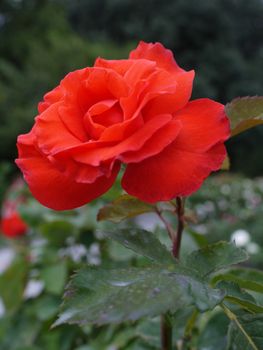 Luxurious lush red rose with large green leaves on a high stem with spines