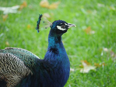 Handsome pheasant with a proud head and bristles sticking out on the crown. With beautiful feathers casting blue.