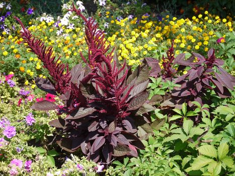 red burgundy candles of blossoming flowers in the flower bed among dark green like burnt leaves