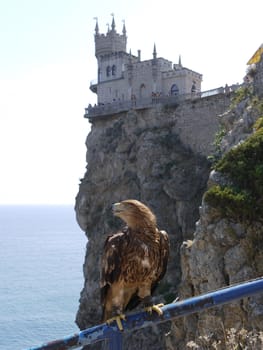 The eagle sitting on the railing looks towards the sea. And a small castle is located behind it on the edge of the cliff.