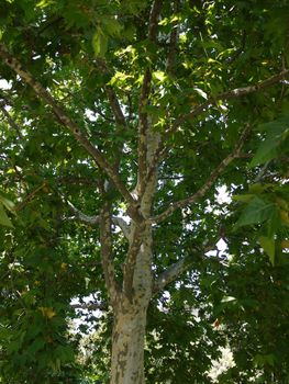 A large and old tree with long green leaves in the rays of sunlight