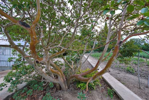 An interesting smooth-haired tree with rows of shoals and wax leaves in the park