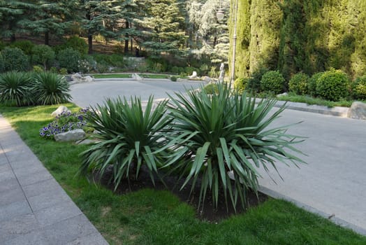 Green decorative bushes and tall coniferous trees along the avenues of the park walking area