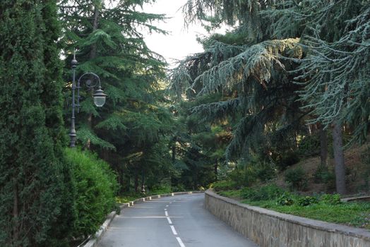 descent of the road between the plantings of beautiful coniferous trees and vintage lantern in the park
