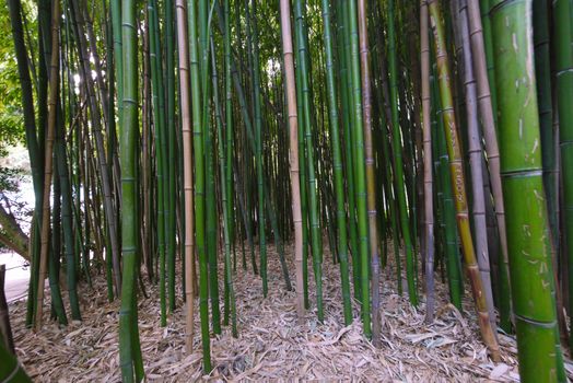 continuous thickets of young green bamboo with a carpet of fallen leaves on the ground