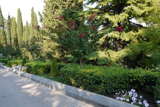 Scenic greenery growing in a park with a flower bed with red flowers high spruce with large branches and a walkway along all this beauty.