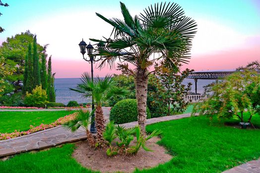 Low but very beautiful palm trees in a park on a flower bed with a splendid sea view