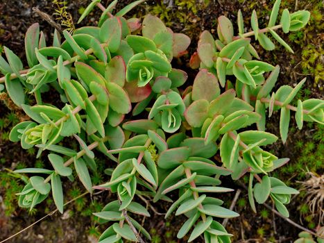 green juicy leaves of flowers sprouting in different directions